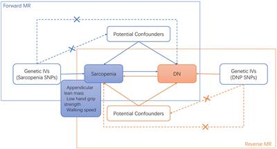 Causality between sarcopenia and diabetic neuropathy